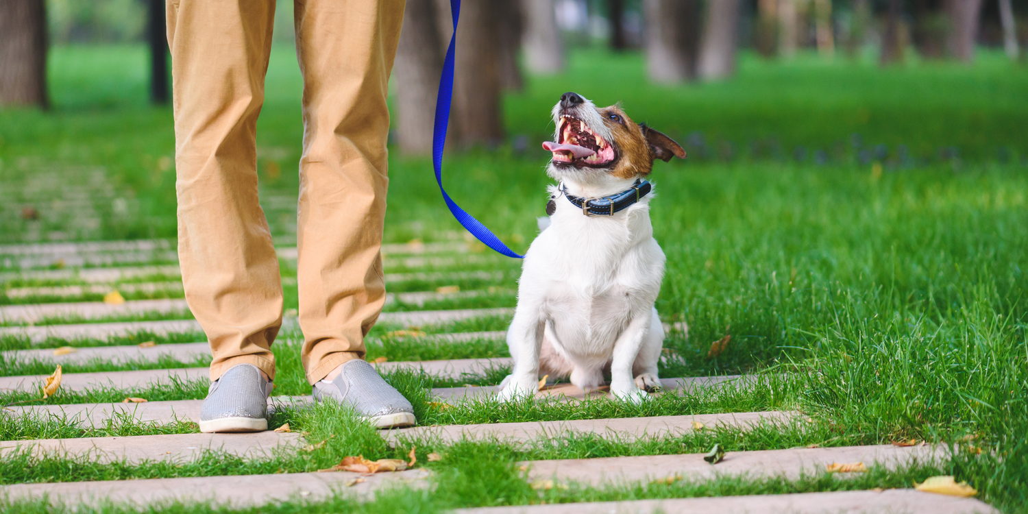 Leash &amp; Accessory Sets