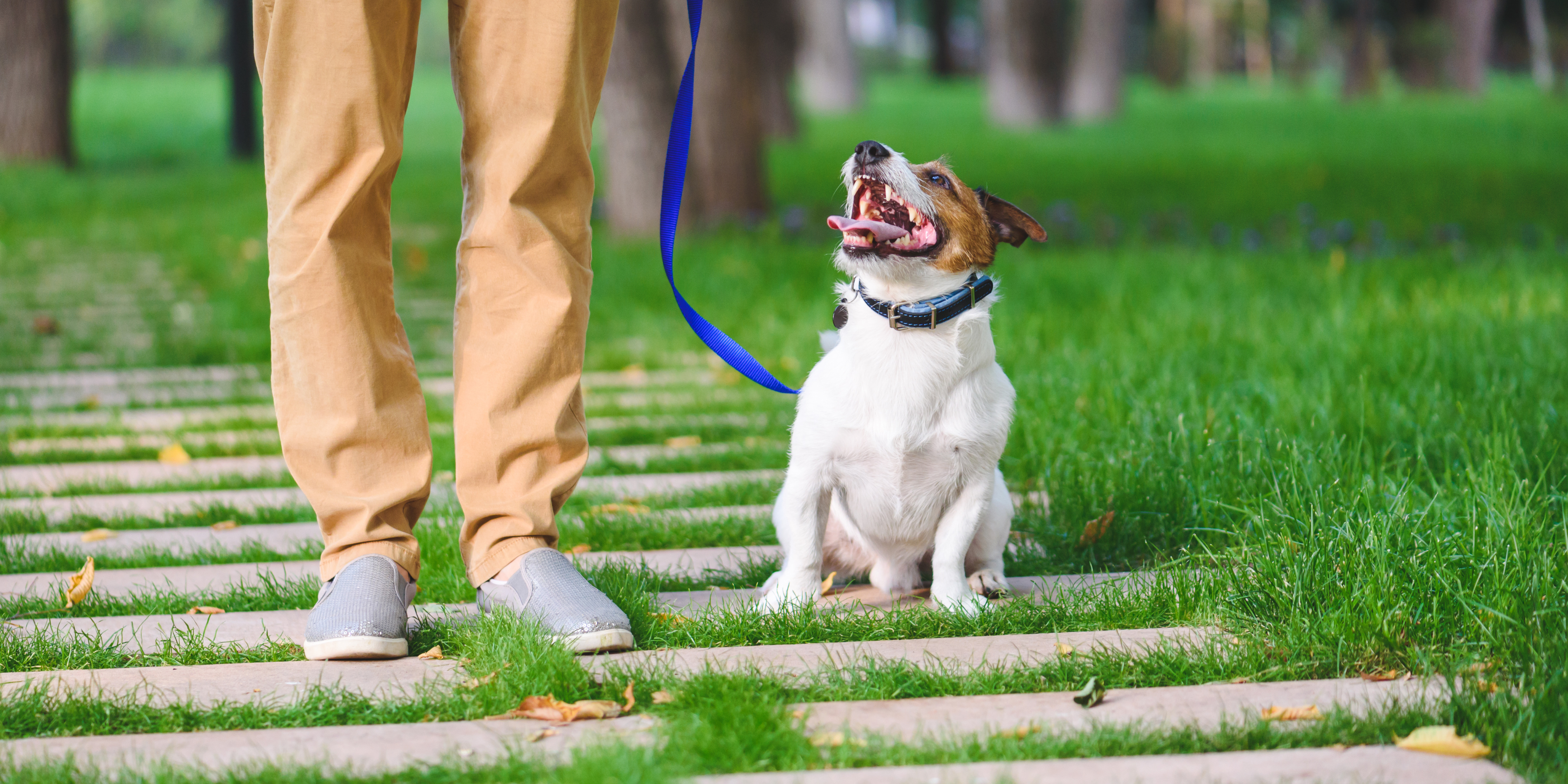 Leash & Accessory Sets