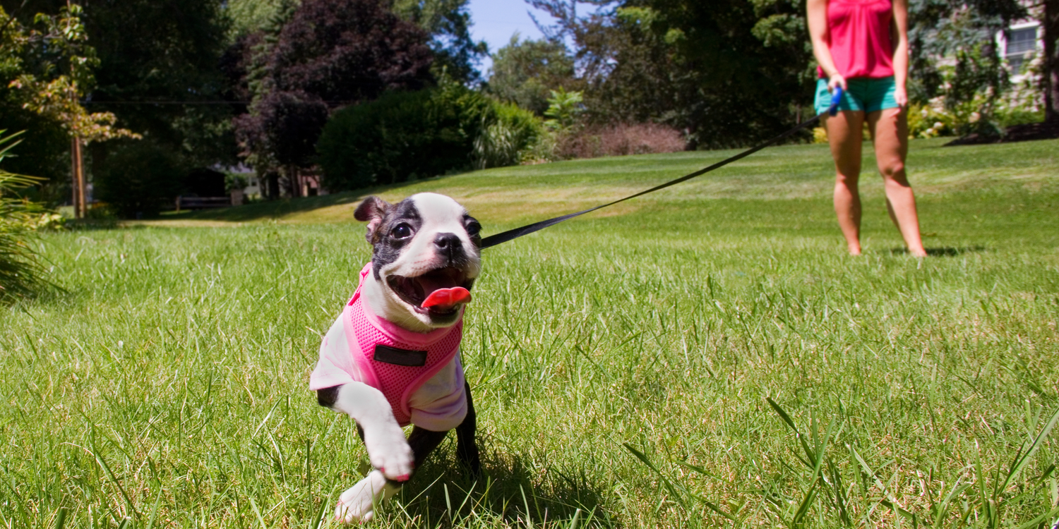 High Visibility Dog Safety Vests