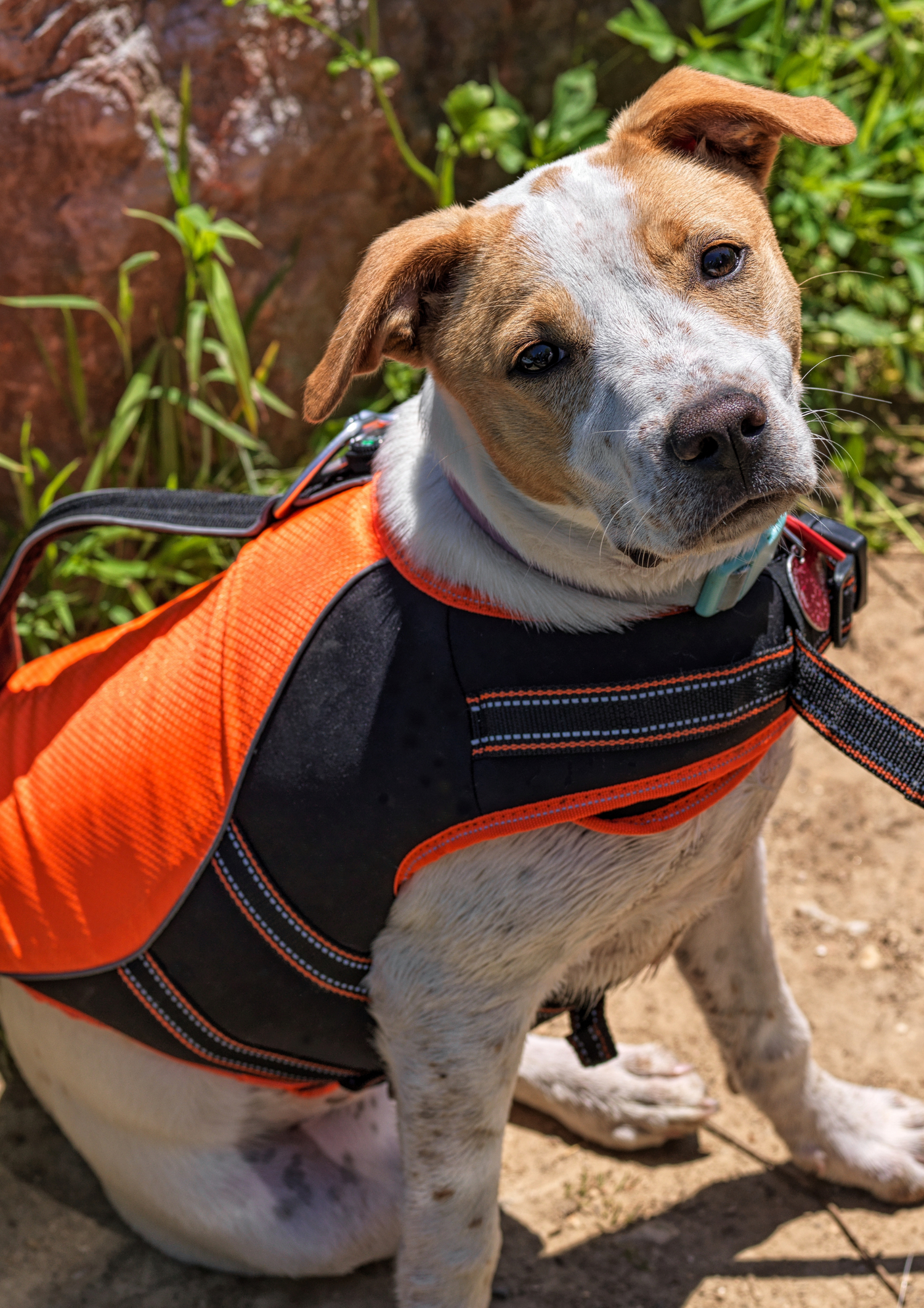 High Visibility Dog Safety Vests